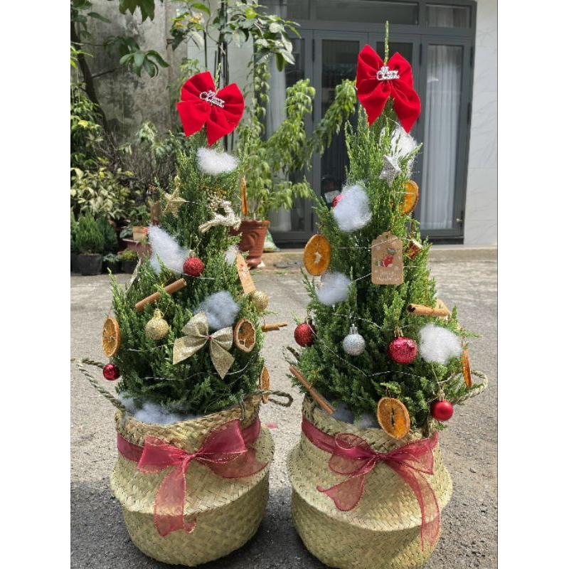 Cây Thông noel
