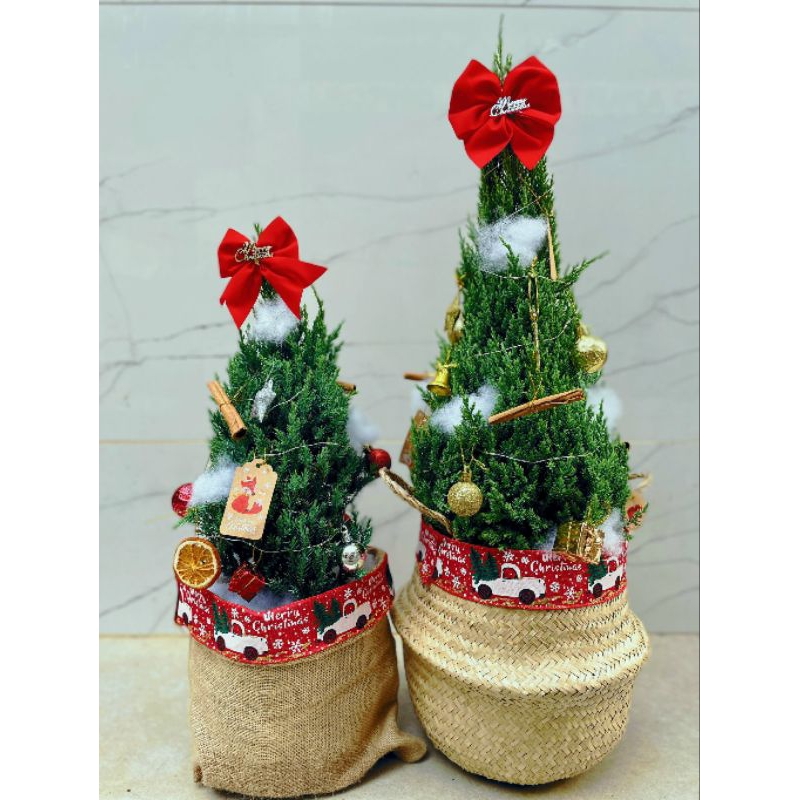 Cây Thông noel