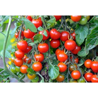 (Can 30 lít) Phân đạm đậu nành (đỗ tương) humic hữu cơ