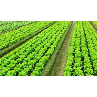 (Can 30 lít) Phân đạm đậu nành (đỗ tương) humic hữu cơ
