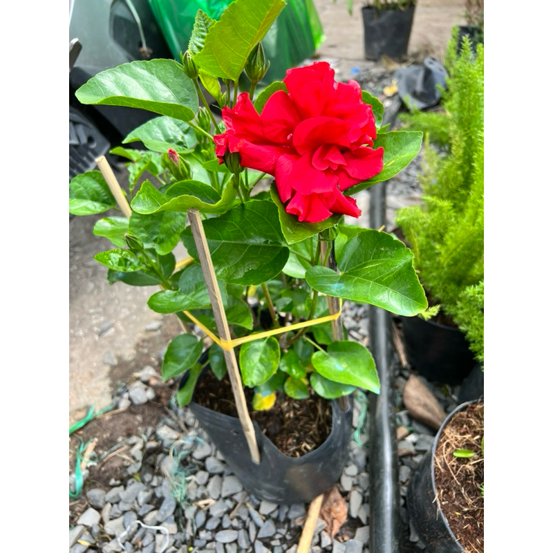 Cây hoa dâm bụt thái cánh kép