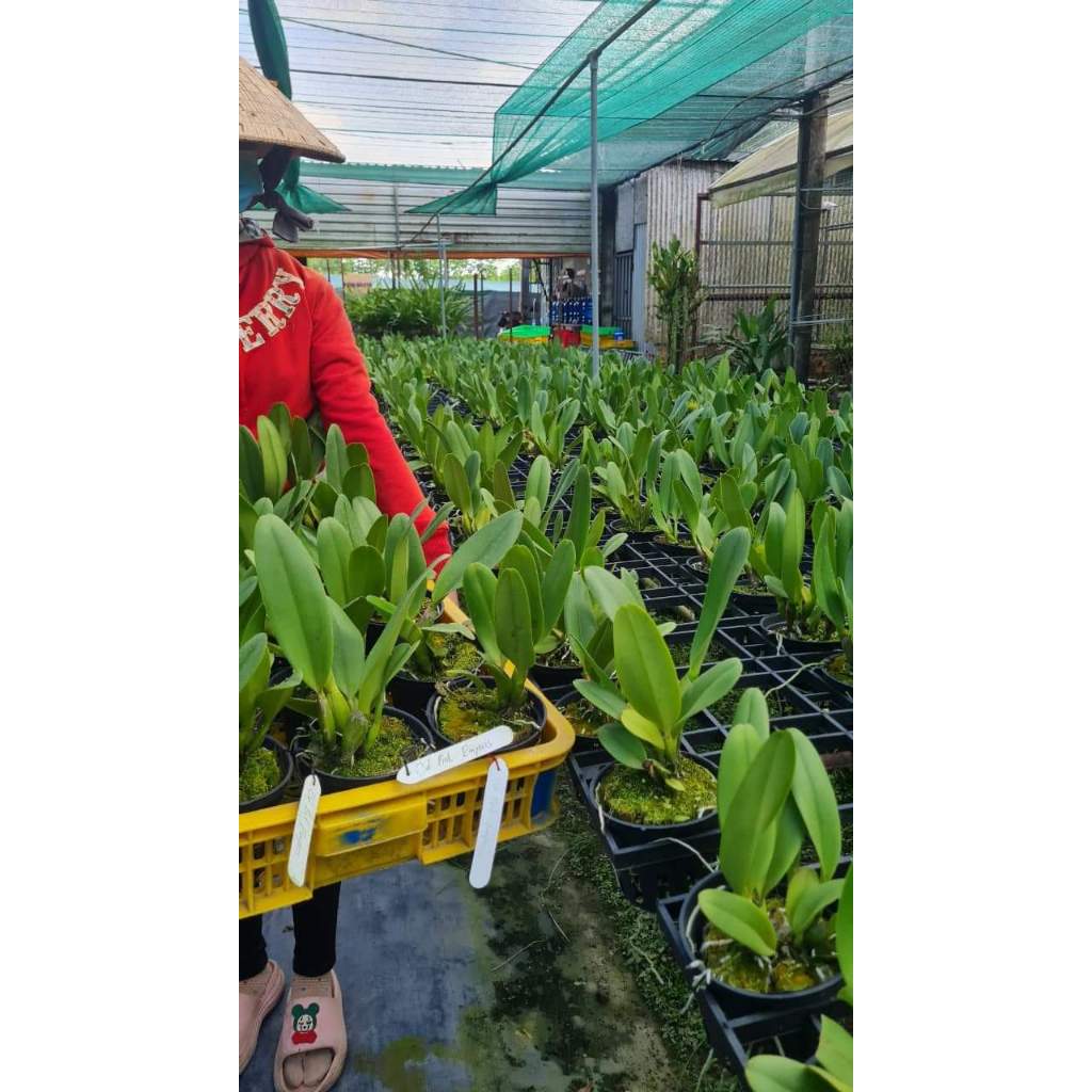 Hoa lan Cattleya Pink Empress chậu cây trưởng thành, nhiều thân
