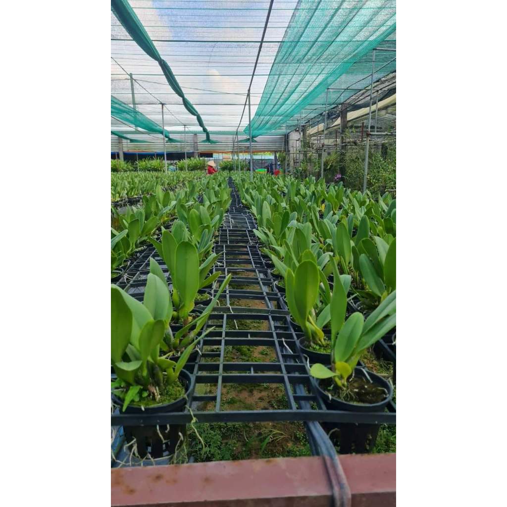 Hoa lan Cattleya Pink Empress chậu cây trưởng thành, nhiều thân