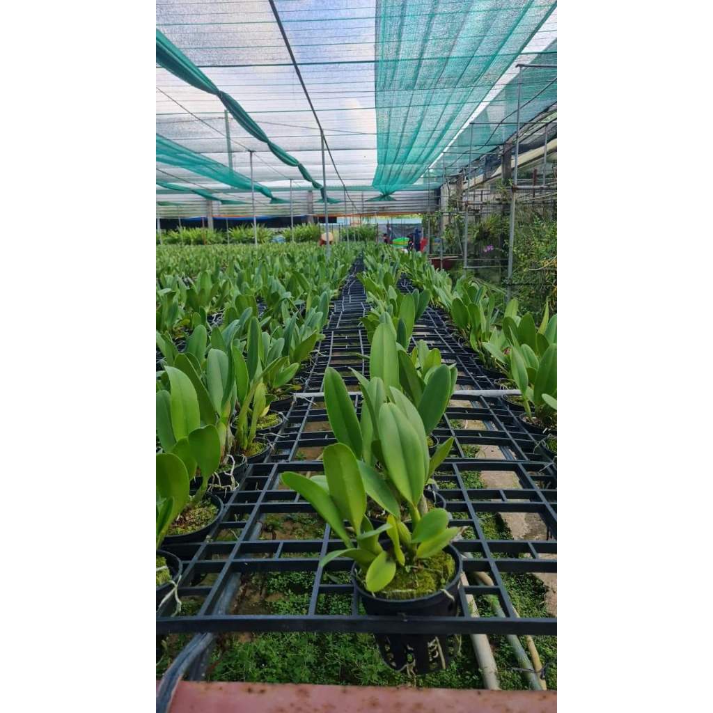 Hoa lan Cattleya Pink Empress chậu cây trưởng thành, nhiều thân