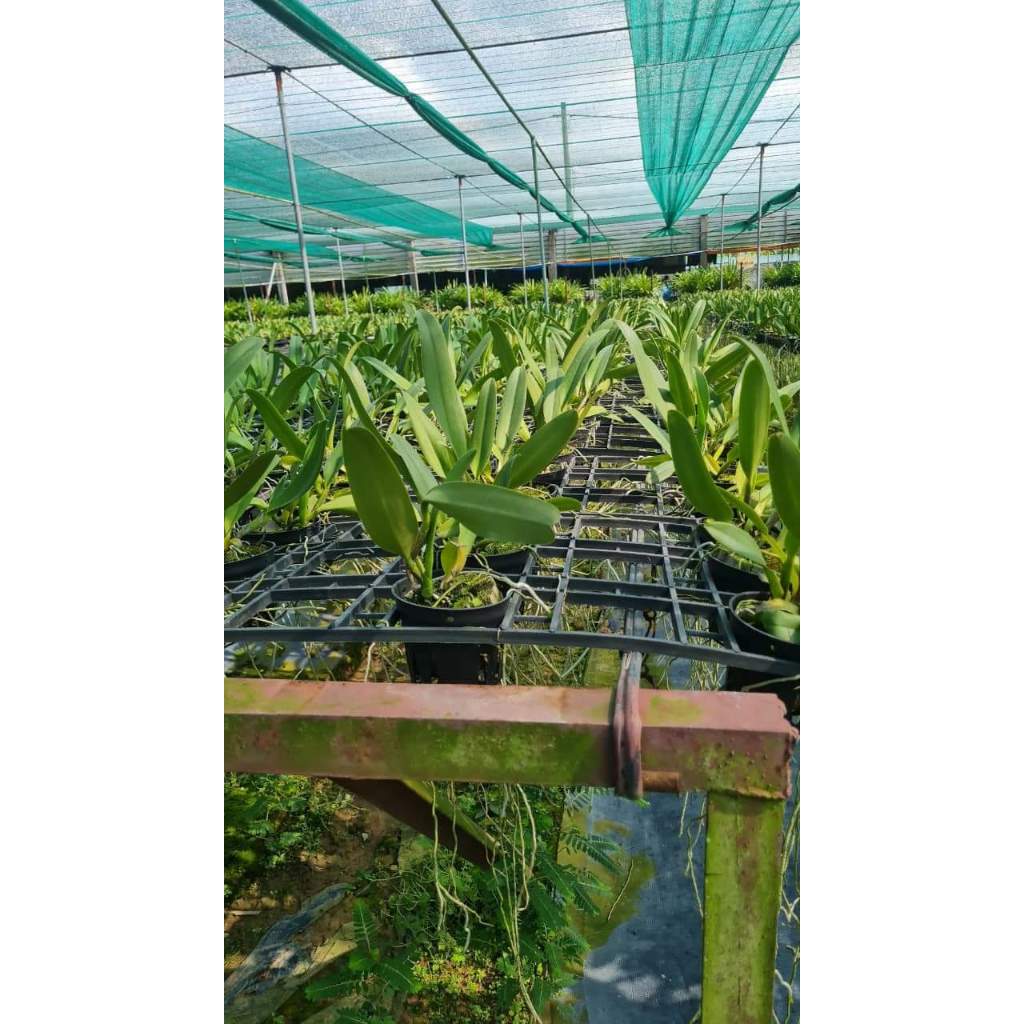 Hoa lan Cattleya Mahina chậu cây trưởng thành, nhiều thân