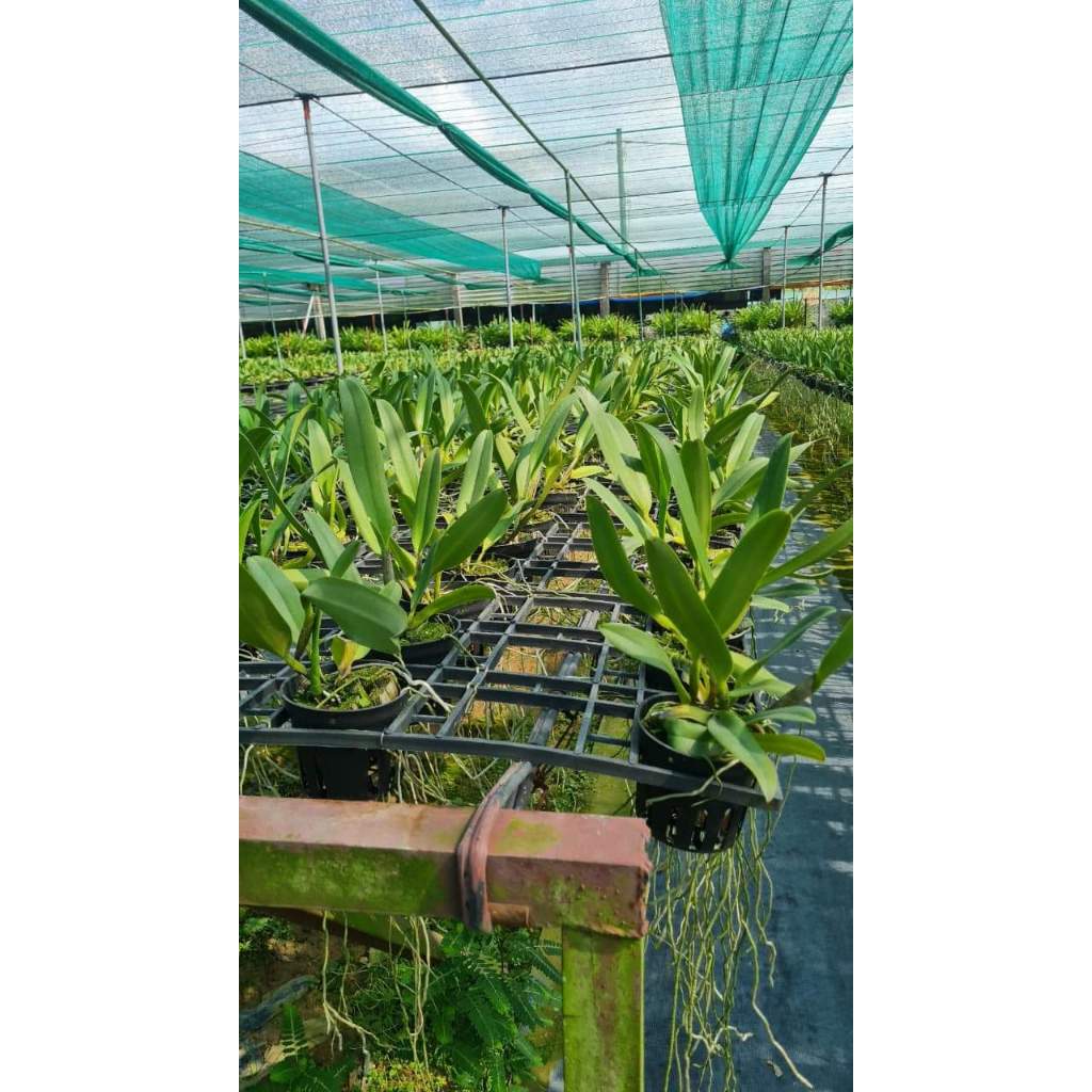 Hoa lan Cattleya Mahina chậu cây trưởng thành, nhiều thân