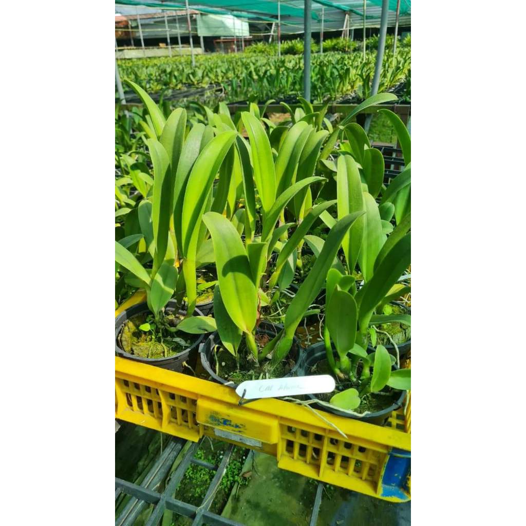 Hoa lan Cattleya Mahina chậu cây trưởng thành, nhiều thân