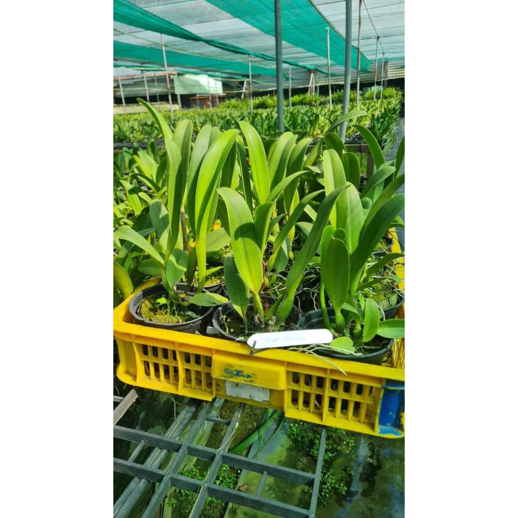 Hoa lan Cattleya Mahina chậu cây trưởng thành, nhiều thân
