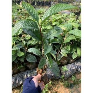 Cây trà hoa vàng - chè hoa vàng