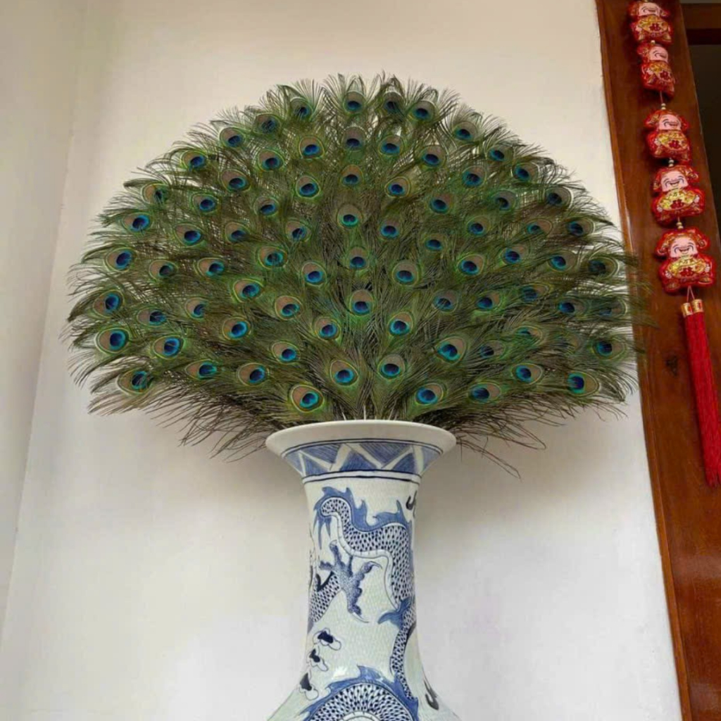 Lông Công Phong Thủy Ấn Độ 80-90cm Hàng Đẹp Mắt To 4-6cm 100% Tự Nhiên