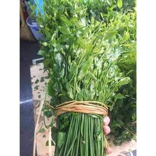 CÂY RAU  SẮNG ( rau ngót rừng )