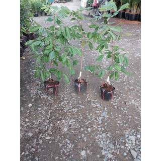 Cây giống nhãn Long Phụng Châu