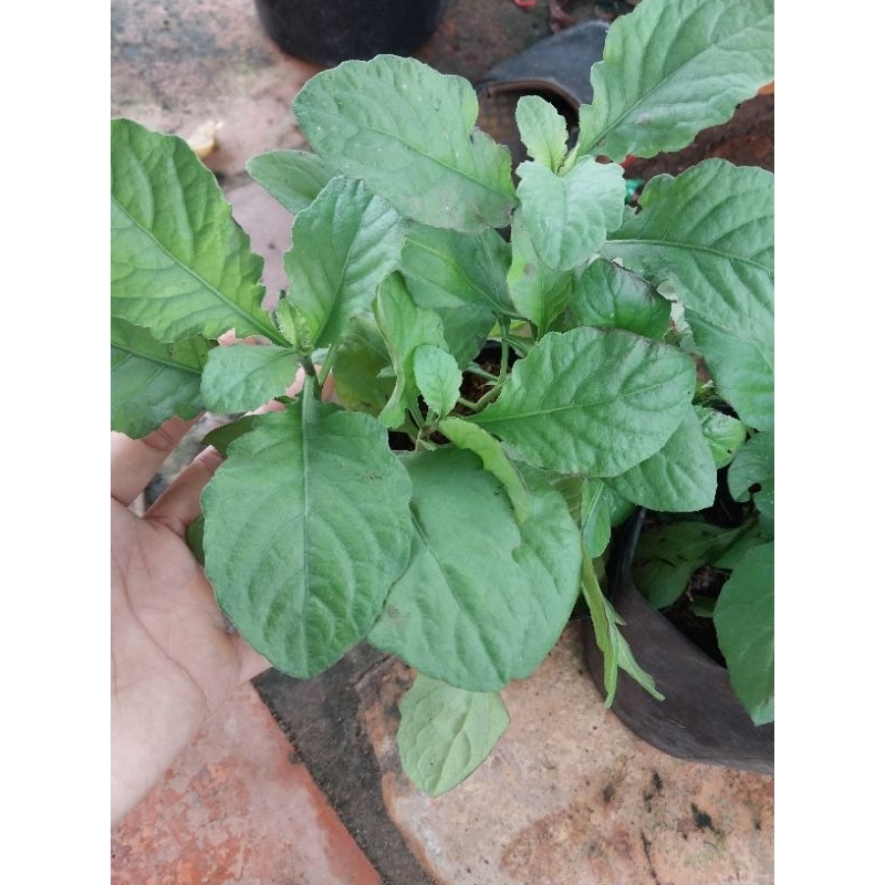 Cây rau cải trời vườn