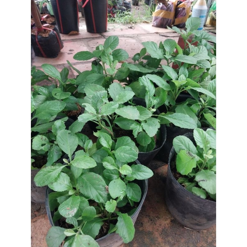 Cây rau cải trời vườn