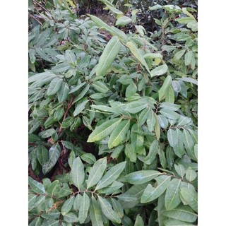 Cây giống nhãn Long Phụng Châu