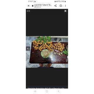Cây giống nhãn Long Phụng Châu