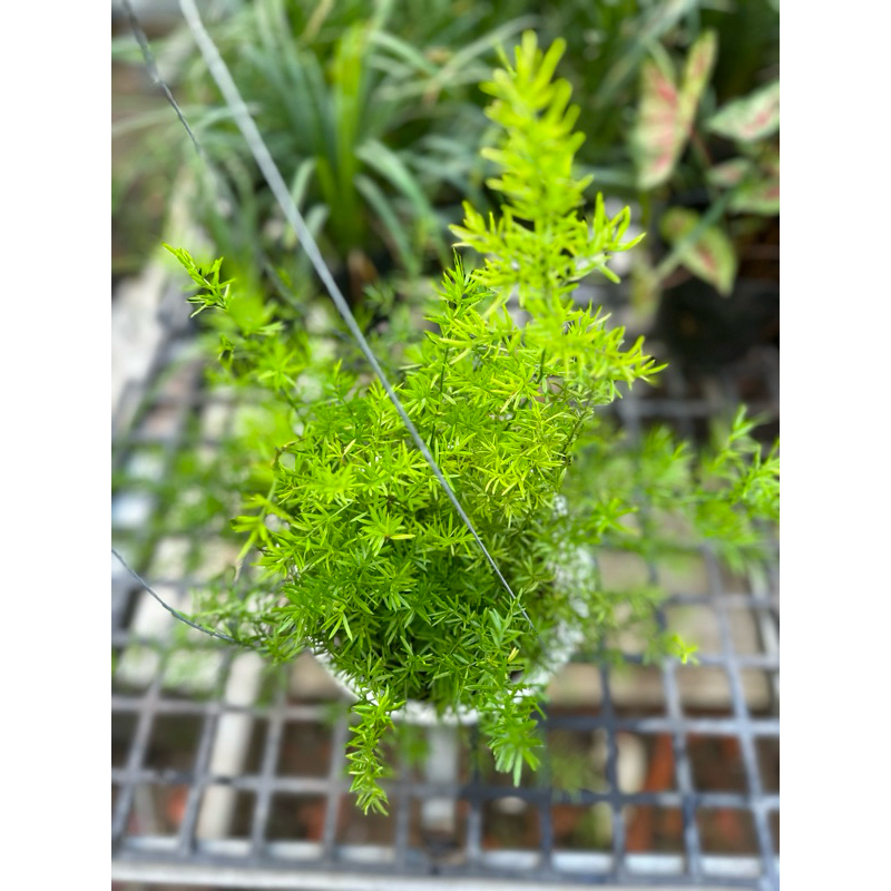 Chậu treo cây Thiên Môn Đông