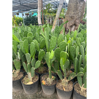Xương rồng tai thỏ