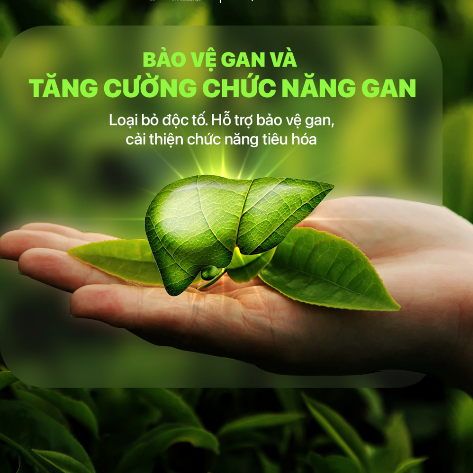 Trà túi lọc Nhất diệp nguyên hương LADOPHAR trà thảo mộc túi lọc thanh nhiệt lợi tiểu mát gan