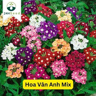 Hạt giống hoa cúc vân anh - cúc lá nho mix gói 50 hạt 24HSeed