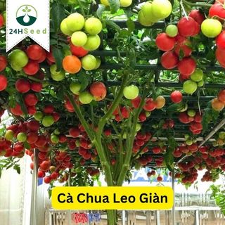 Hạt giống cà chua leo giàn gói 20 hạt 24HSeed