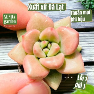  Sen đá aerolite 5 cây size mini 2.5-4cm SONDA GARDEN cây cảnh trang trí nhà cửa lỗi 1 đổi 1 