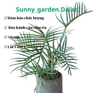 Chậu cứng Philodendron Tortum size lớn