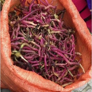 Ba kích tím chuẩn rừng Lai Châu