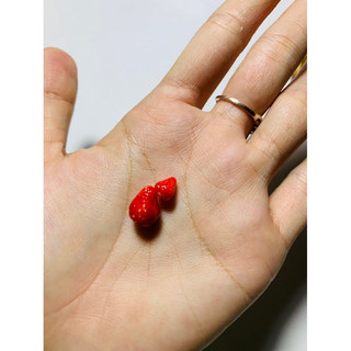[Đất sét]Dâu tây mini size lớn nhỏ