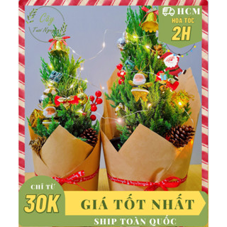 [GIAO HOẢ TỐC] CÂY SƠN TÙNG ,(cao 30-40cm), cây Noel mini, cây Noel thật để bàn, cây Giáng sinh, thông mini để bàn