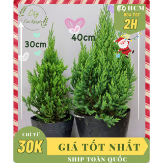 [GIAO NHANH] CÂY SƠN TÙNG ,(cao 30-40cm), cây Noel mini, cây Noel thật để bàn, cây Giáng sinh, Cây Tươi Nguyên