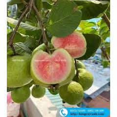 Hạt giống cây ổi xá lị ruột đỏ Đài Loan f1- Gói 15 hạt-tặng kèm gói phân bón lót