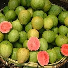 Hạt giống cây ổi xá lị ruột đỏ Đài Loan f1- Gói 15 hạt-tặng kèm gói phân bón lót