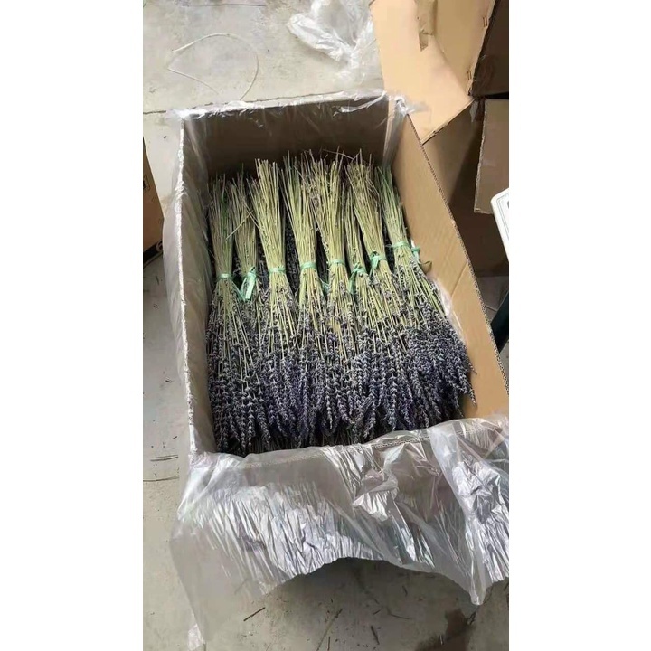 BÓ 50 CÀNH HOA OẢI HƯƠNG KHÔ, HOA LAVENDER KHÔ BÓ LÀM QUÀ TẶNG, TRANG TRÍ DECOR