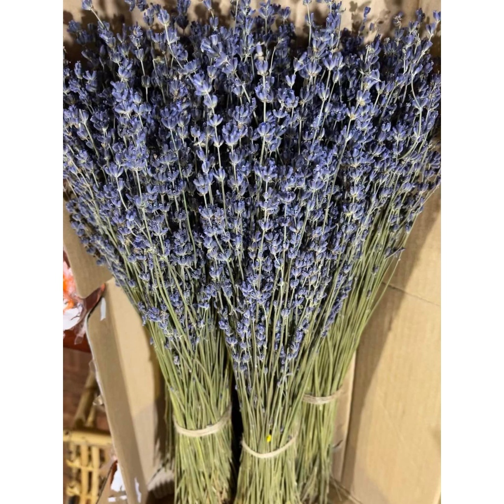 BÓ 50 CÀNH HOA OẢI HƯƠNG KHÔ, HOA LAVENDER KHÔ BÓ LÀM QUÀ TẶNG, TRANG TRÍ DECOR