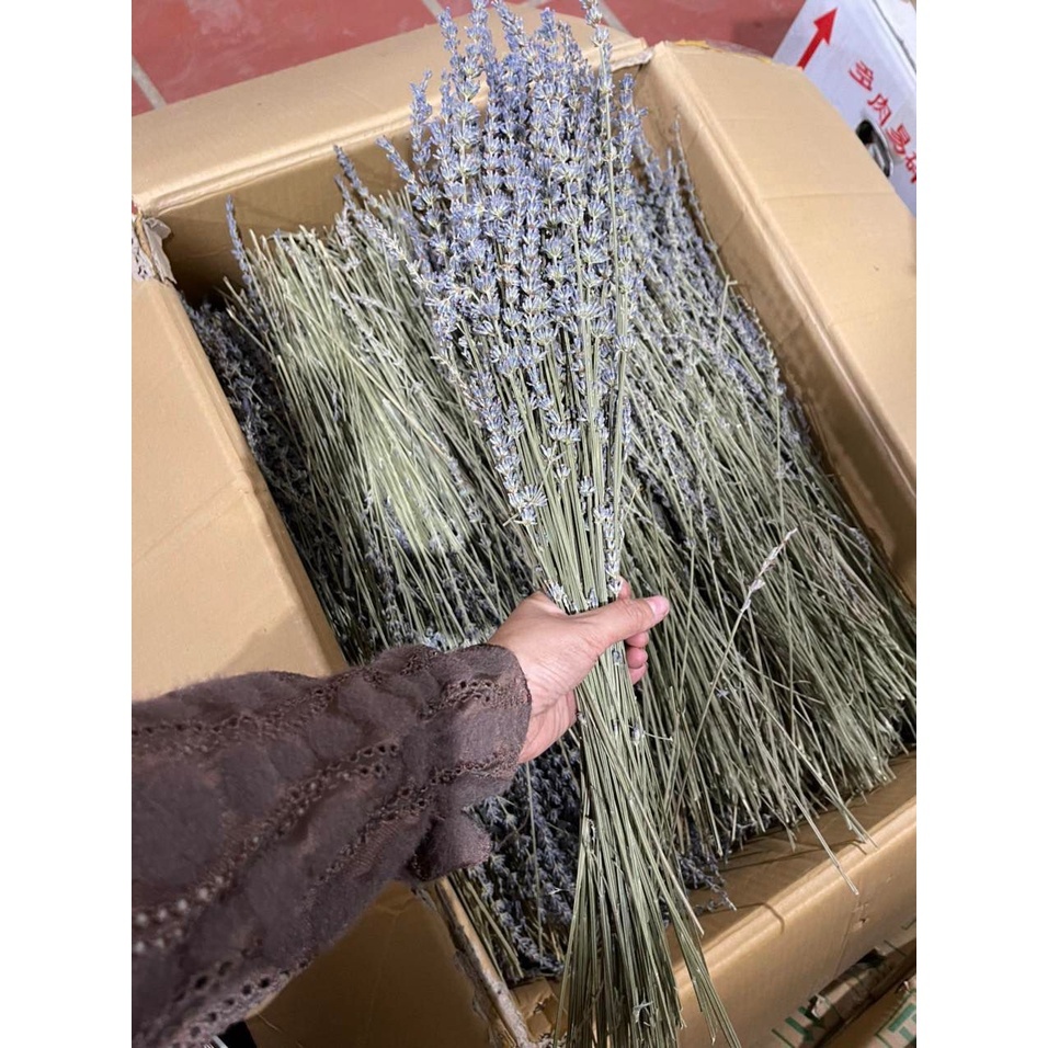 BÓ 50 CÀNH HOA OẢI HƯƠNG KHÔ, HOA LAVENDER KHÔ BÓ LÀM QUÀ TẶNG, TRANG TRÍ DECOR