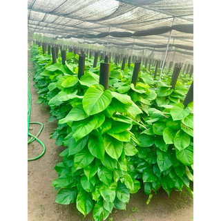 Cây trầu bà cột cao 1m2 (ảnh thật số 2 - chậu nhựa)