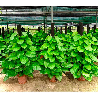 Cây trầu bà cột cao 1m2 (ảnh thật số 2 - chậu nhựa)