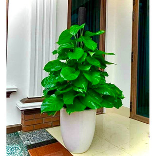 Cây trầu bà cột cao 1m2 (ảnh thật số 2 - chậu nhựa)