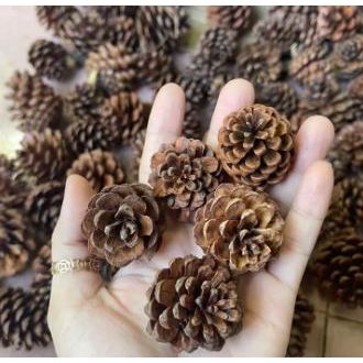 Quả thông khô, size 2cm~8cm, làm trang trí nhà cửa, handmade, noel