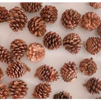 Quả thông khô, size 2cm~8cm, làm trang trí nhà cửa, handmade, noel