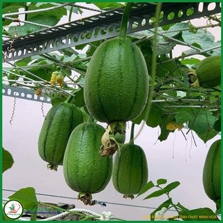 Hạt giống Mướp Táo Mỹ Nhân - 5 hạt