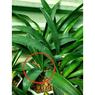 Chậu cây lưỡi hổ bụi, var ít, lá dài mềm mại - Sansevieria Senegambica Var