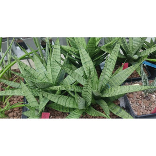 Chậu cây lưỡi hổ lai - Sansevieria Hybrid CH 16078