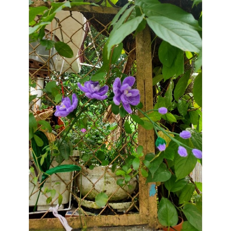 Chậu hoa lan kẽm nhung