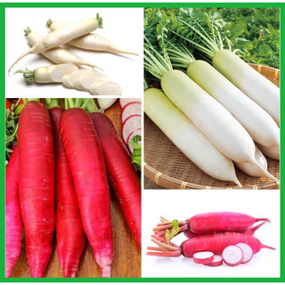 Hạt giống củ cải trắng và đỏ