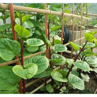 Hạt giống rau MỒNG TƠI TÍM (155)