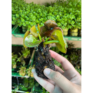 Cây Súng Thái Đỏ - Củ Súng Thái đỏ thủy sinh