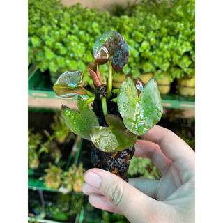 Cây Súng Thái Đỏ - Củ Súng Thái đỏ thủy sinh