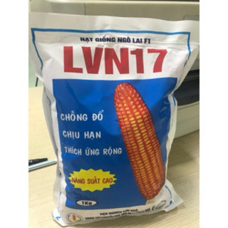 Giống ngô lai f1 lvn17 gói 1kg.